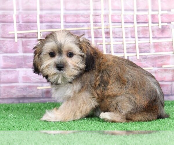 Medium Photo #3 Shorkie Tzu Puppy For Sale in BEL AIR, MD, USA