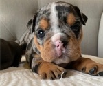 Small Photo #3 Bulldog Puppy For Sale in EASTVALE, CA, USA