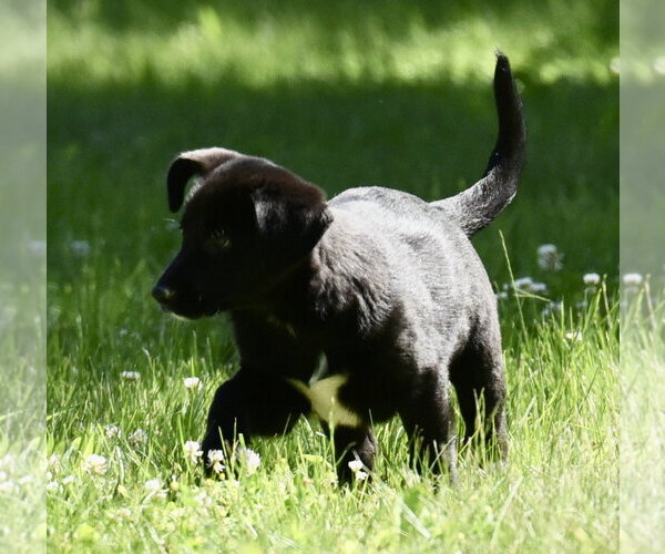 Medium Photo #1 Shepradors Puppy For Sale in Mechanicsburg, PA, USA