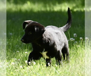 Shepradors Dogs for adoption in Mechanicsburg, PA, USA