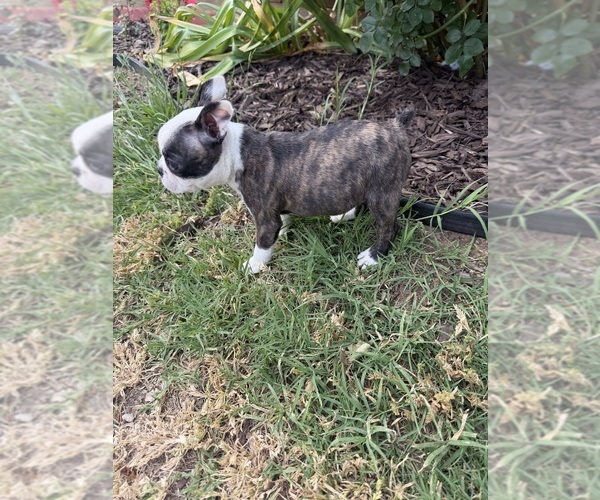Medium Photo #5 Boston Terrier Puppy For Sale in FREDONIA, KS, USA