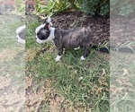 Small #4 Boston Terrier