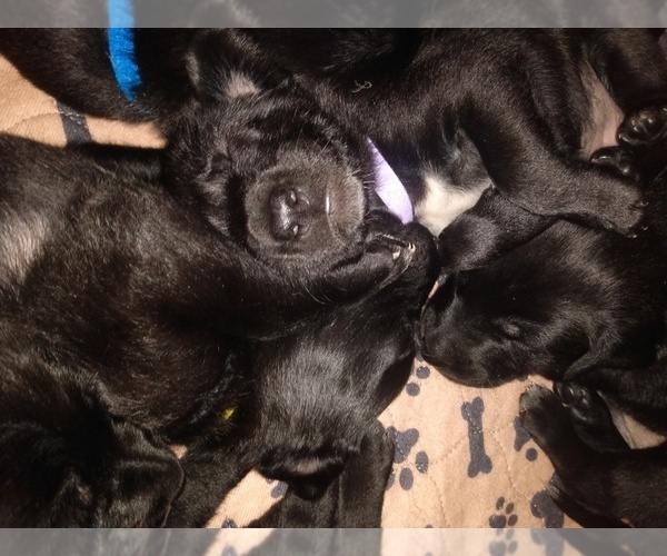 Medium Photo #17 Belgian Malinois-German Shorthaired Pointer Mix Puppy For Sale in SALINAS, CA, USA