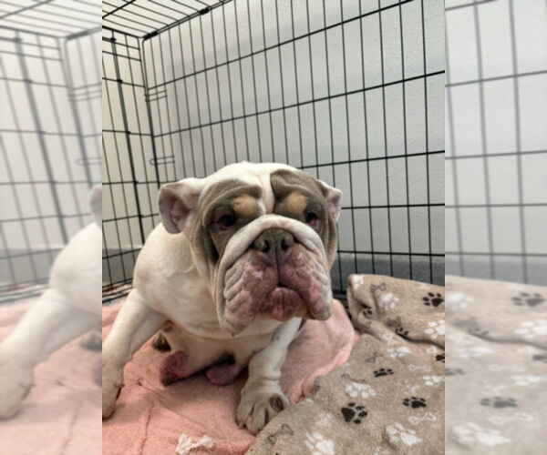 Medium Photo #1 Bulldog Puppy For Sale in Rancho Cucamonga, CA, USA