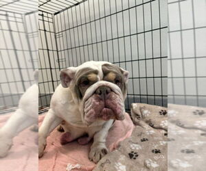 Bulldog Dogs for adoption in Rancho Cucamonga, CA, USA
