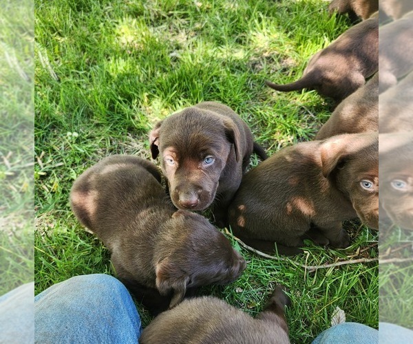 Medium Photo #2 Labrador Retriever Puppy For Sale in LONG PINE, NE, USA