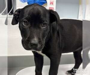 Labrador Retriever-Unknown Mix Dogs for adoption in Washington, DC, USA