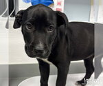 Small Labrador Retriever Mix
