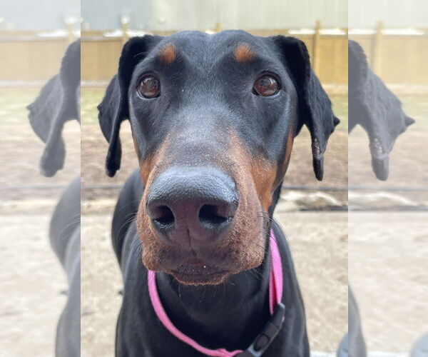 Medium Photo #2 Doberman Pinscher Puppy For Sale in Minneaoplis, MN, USA