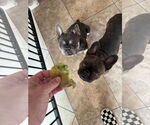 Small #1 French Bulldog