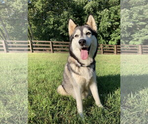 Luna - Female Siberian Husky Dog for Adoption - Photo #2