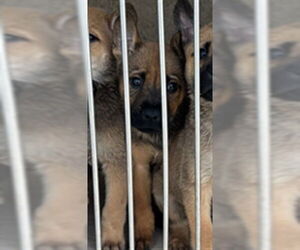Chow Chow-Unknown Mix Dogs for adoption in Oklahoma City, OK, USA