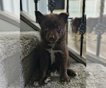 Small #1 Pomsky
