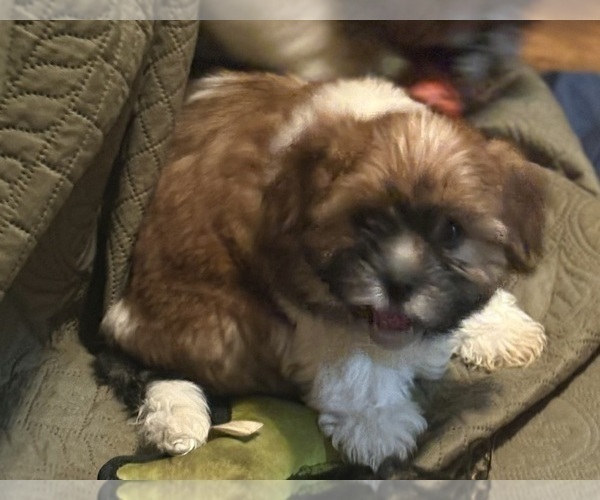 Medium Photo #16 Shorkie Tzu-Yorkshire Terrier Mix Puppy For Sale in CENTRALIA, IL, USA