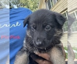 Small #15 German Shepherd Dog