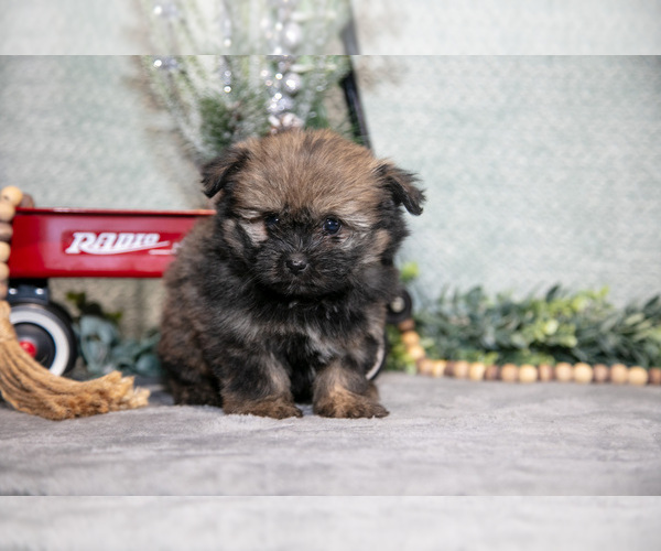 Medium Photo #1 Shiranian Puppy For Sale in SHILOH, OH, USA