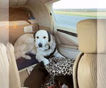 Small #4 Anatolian Shepherd-Great Pyrenees Mix