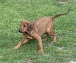 Small #3 Labrador Retriever-Rhodesian Ridgeback Mix