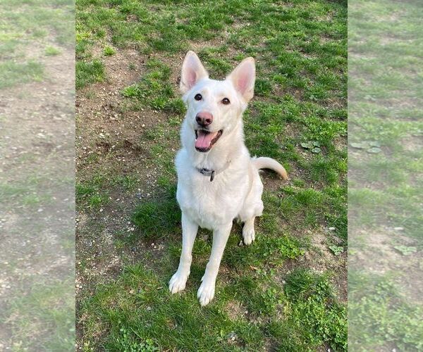 Medium Photo #1 - Mix Puppy For Sale in Hoffman Estates, IL, USA