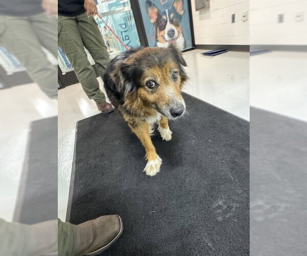 Medium Photo #1 Border Collie-Unknown Mix Puppy For Sale in Temple, TX, USA