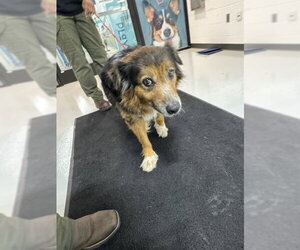 Border Collie-Unknown Mix Dogs for adoption in Temple, TX, USA