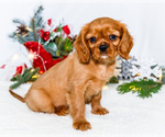 Small #2 Cavalier King Charles Spaniel