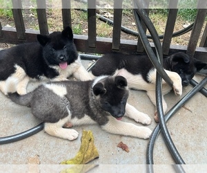 Akita Puppy for Sale in GREENSBORO, North Carolina USA