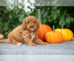 Puppy Cherry Poodle (Miniature)