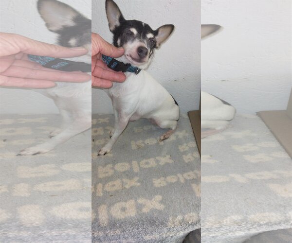 Medium Photo #1 - Mix Puppy For Sale in Bonifay, MO, USA