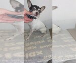 Small Photo #1 - Mix Puppy For Sale in Bonifay, MO, USA