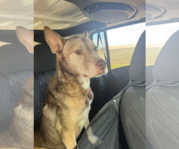 Medium Photo #19 Siberian Husky-Unknown Mix Puppy For Sale in Germantown, OH, USA