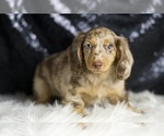 Small Photo #110 Dachshund Puppy For Sale in WARSAW, IN, USA