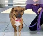 Small #2 American Pit Bull Terrier Mix