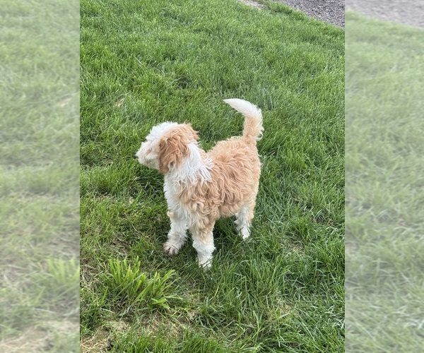 Medium Photo #8 Miniature Bernedoodle Puppy For Sale in LONGMONT, CO, USA