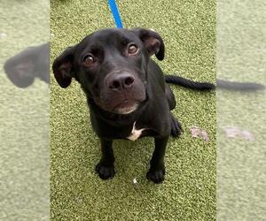 Labrador Retriever-Unknown Mix Dogs for adoption in Fayetteville, NC, USA