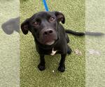 Small Labrador Retriever Mix