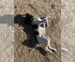 Small Photo #2 German Shorthaired Pointer Puppy For Sale in VACAVILLE, CA, USA