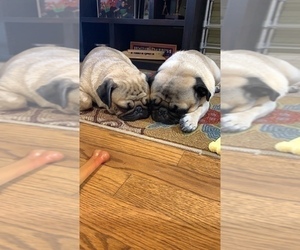 Mother of the Pug puppies born on 12/22/2021