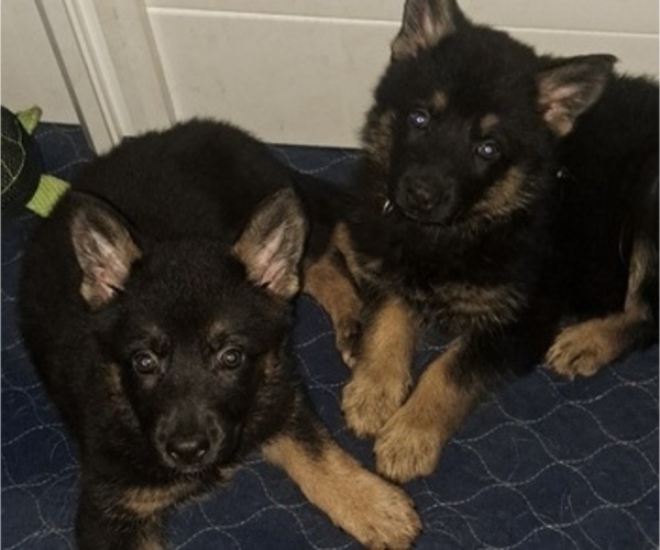 Medium Photo #4 German Shepherd Dog Puppy For Sale in SHORTSVILLE, NY, USA