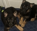 Small #3 German Shepherd Dog