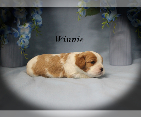 Medium Photo #10 Cavalier King Charles Spaniel Puppy For Sale in CHANUTE, KS, USA