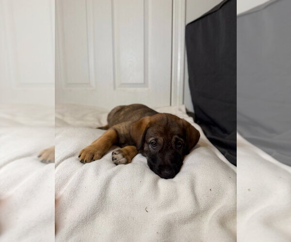 Medium Photo #4 German Shepherd Dog Puppy For Sale in Minneapolis, MN, USA