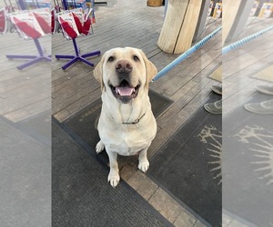 Labrador Retriever Dog for Adoption in GREAT VALLEY, New York USA
