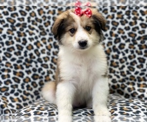 Anatolian Shepherd-Australian Shepherd Mix Puppy for sale in LAKELAND, FL, USA