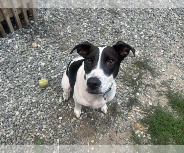 Medium Photo #16 Pointer-Unknown Mix Puppy For Sale in Westwood, NJ, USA