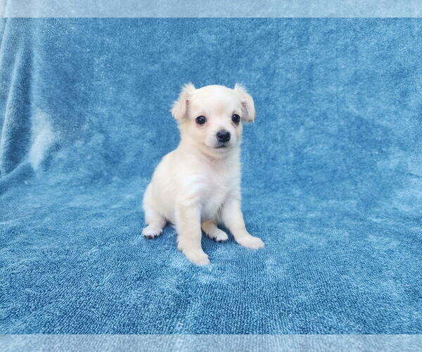 Medium Photo #1 Chihuahua-Unknown Mix Puppy For Sale in San Francisco, CA, USA