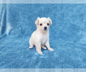 Chihuahua-Unknown Mix Dogs for adoption in San Francisco, CA, USA
