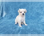 Small Chihuahua Mix