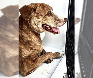 Labrador Retriever-Unknown Mix Dogs for adoption in Houston, TX, USA