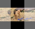 Small Photo #2 Akita-German Shepherd Dog Mix Puppy For Sale in GRANTS PASS, OR, USA